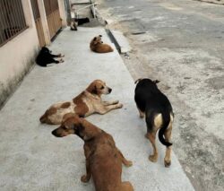 MPAC cobra ações para enfrentar abandono de animais em Sena