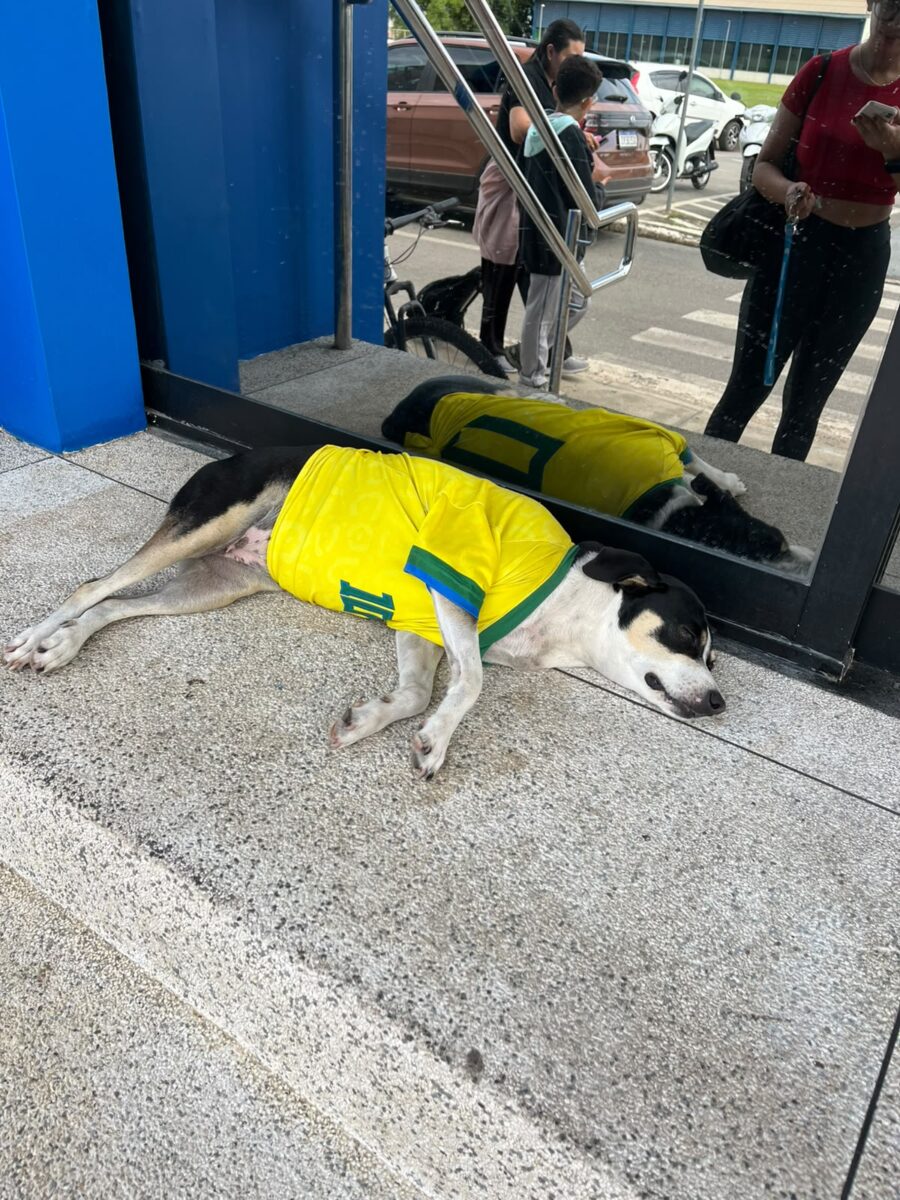 Cachorrinho com camisa da seleção chama atenção em Rio Branco