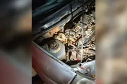 Cachorro fica preso em motor de carro e mobiliza bombeiros
