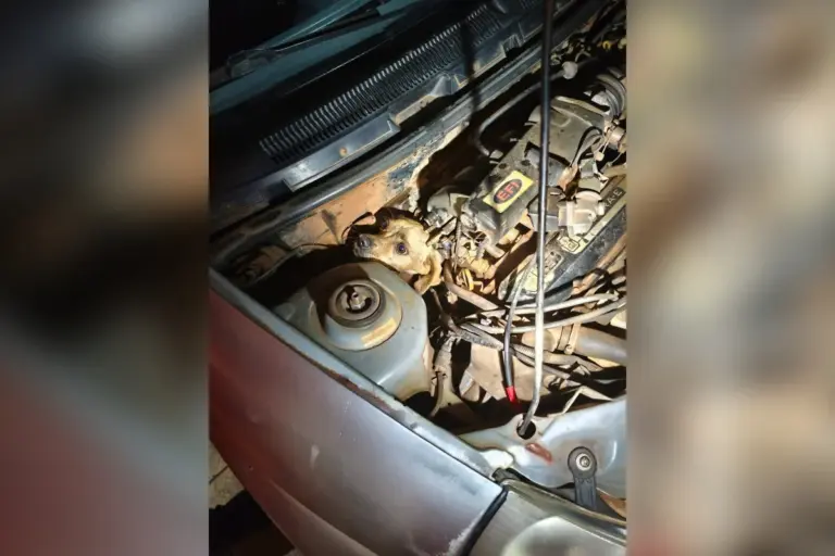 Cachorro fica preso em motor de carro e mobiliza bombeiros