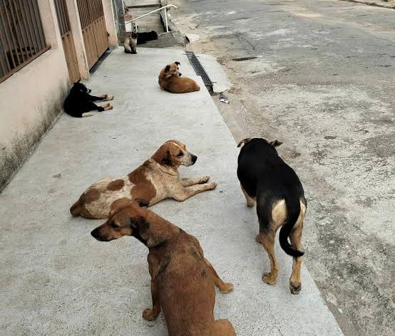 MPAC cobra ações para enfrentar abandono de animais em Sena MPAC cobra ações para enfrentar abandono de animais em Sena