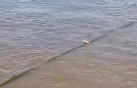 Cadela é resgatada à deriva no Rio Amazonas durante viagem a Parintins
