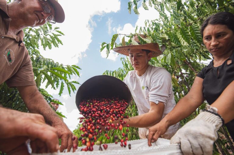 Governo lança concurso de café no Acre com prêmio de trator e dinheiro
