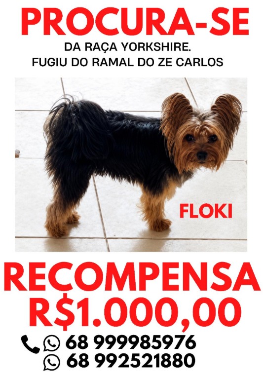 Família oferece R$ 1 mil por Yorkshire desaparecido em Rio Branco Família oferece R$ 1 mil por Yorkshire desaparecido em Rio Branco