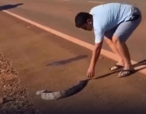 Homem tenta retirar cobra de rodovia com as mãos e leva susto