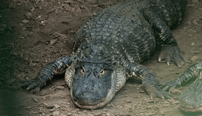 Recinto de crocodilos que atacaram criança é reaberto ao público