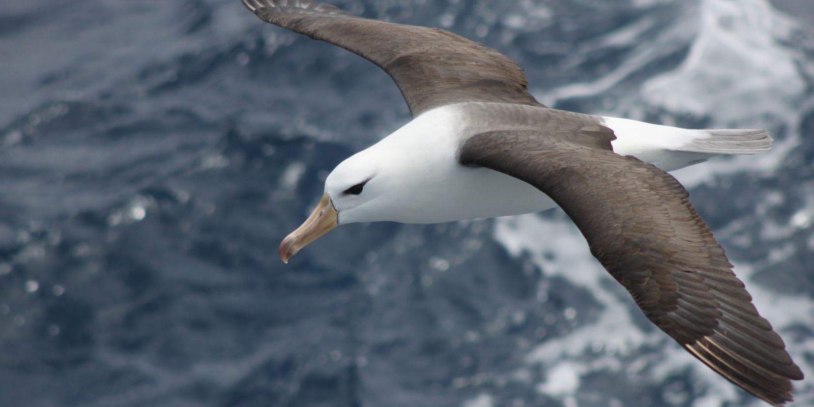 Reduzir morte de albatrozes implica mudanças na pesca em alto-mar Reduzir morte de albatrozes implica mudanças na pesca em alto-mar