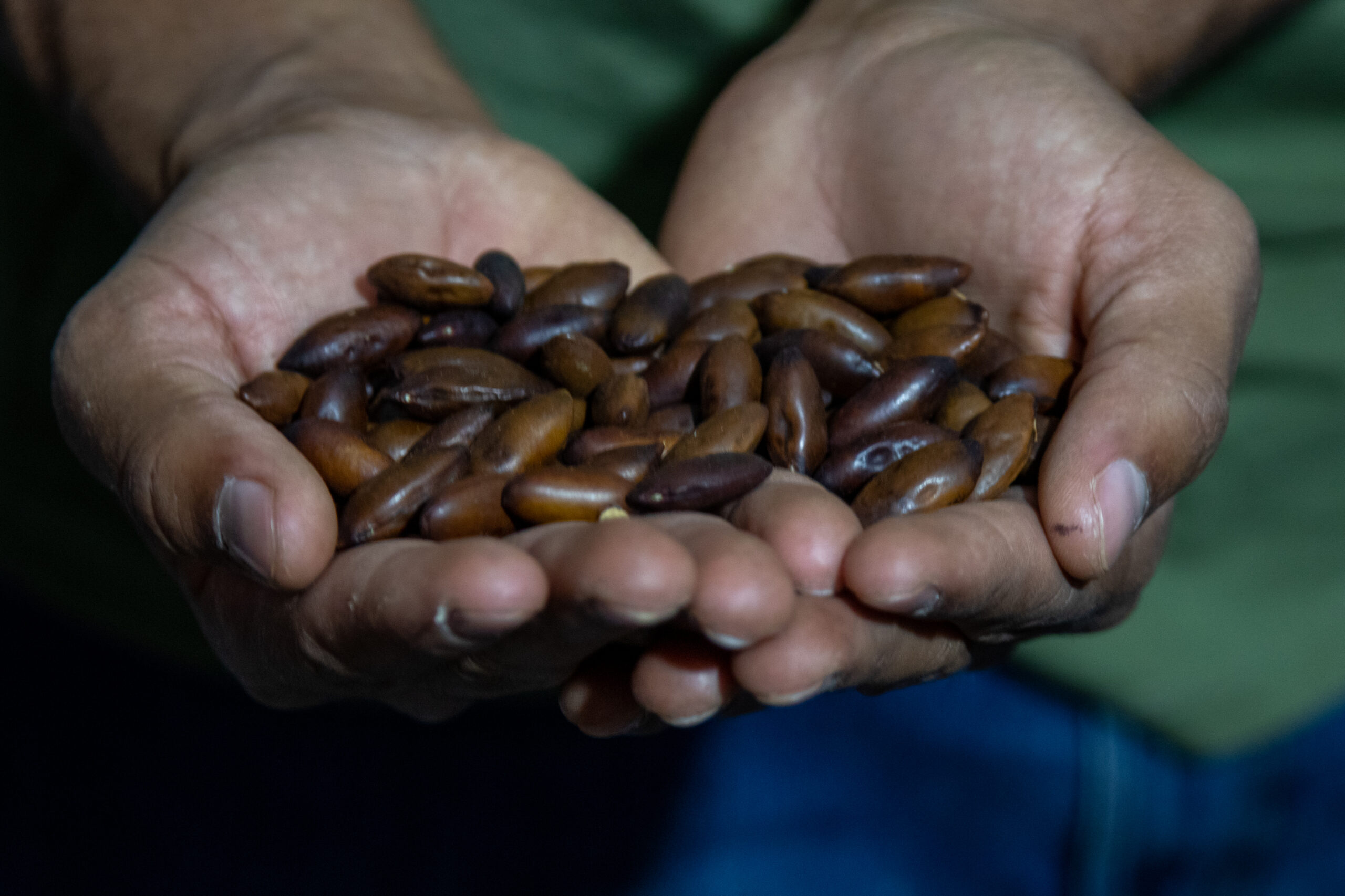 Conservação Internacional lança edital para fortalecer viveiros e redes de sementes da Amazônia Conservação Internacional lança edital para fortalecer viveiros e redes de sementes da Amazônia