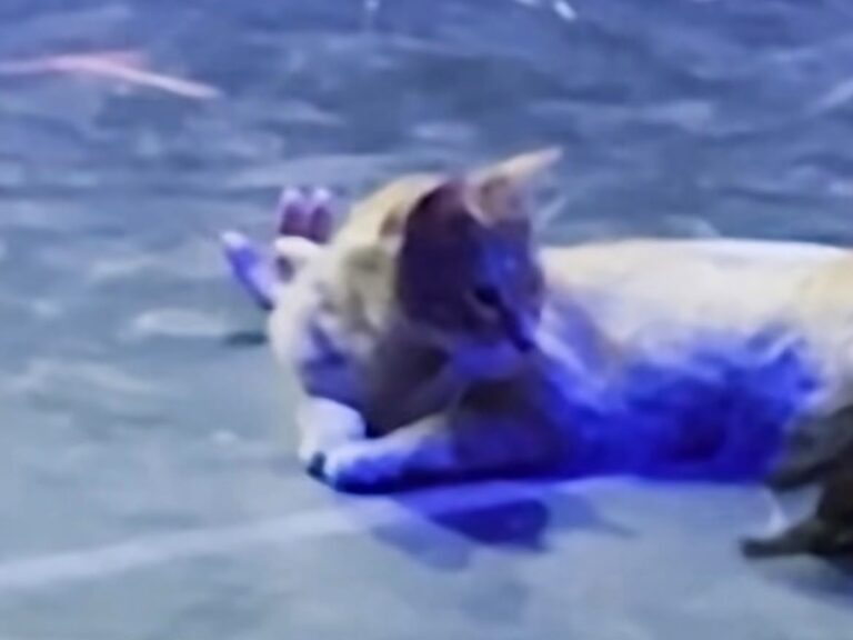 Gato invade palco durante apresentação de balé e rouba a cena