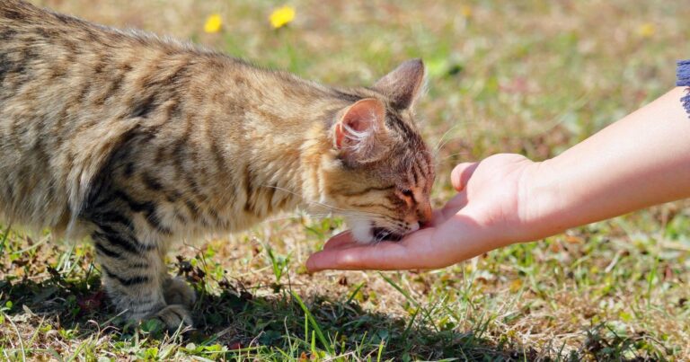 Gatos e cães podem afetar o humor de donos estressados? estudo explica