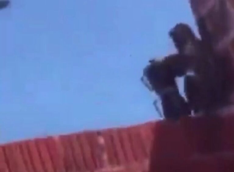 macaco