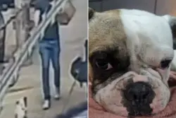 Homem saca arma e atira em cachorro buldogue após latido em avenida