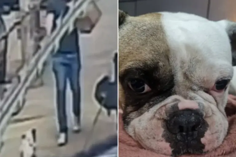 Homem saca arma e atira em cachorro buldogue após latido em avenida
