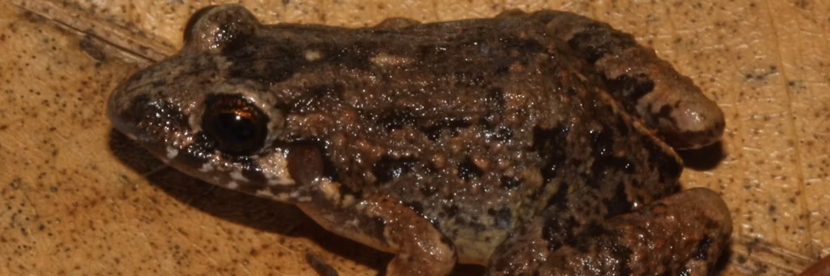 Cientistas descobrem nova espécie de rã na floresta amazônica do Acre