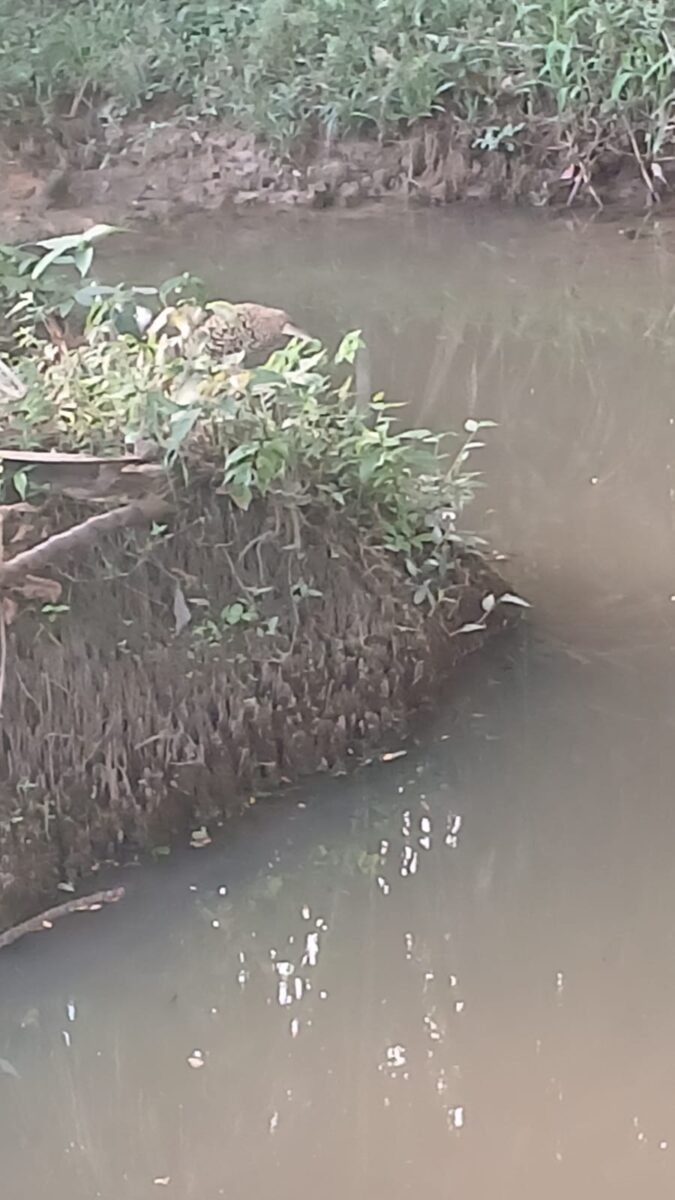 Ave misteriosa semelhante da Nova Zelândia intriga moradores do Acre