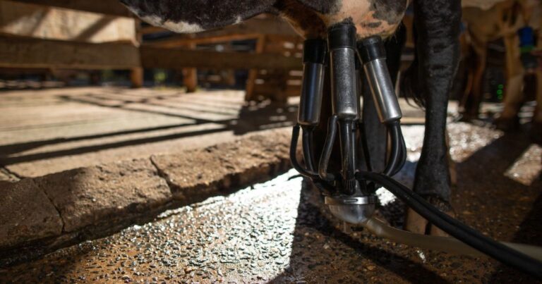 Minas Gerais concentra quase 25% do leite industrializado no Brasil