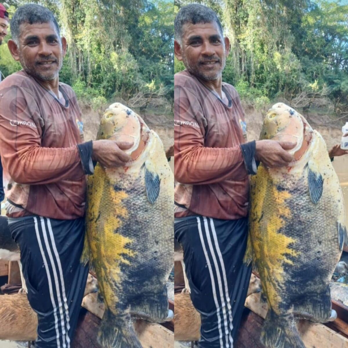 Pescador captura tambaqui de grande porte no rio Macauã, em Sena Madureira
