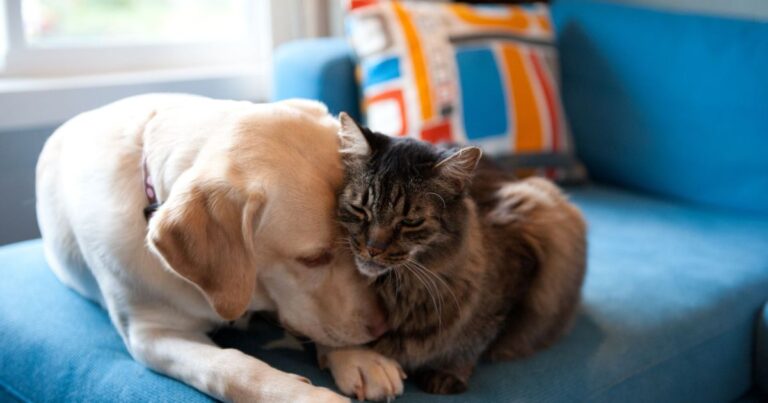 Saúde intestinal dos pets: veja o papel dos simbióticos para cães e gatos Saúde intestinal dos pets: veja o papel dos simbióticos para cães e gatos