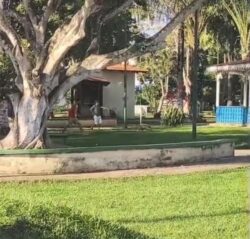 Moradores tentam capturar porco na praça central de Sena Madureira