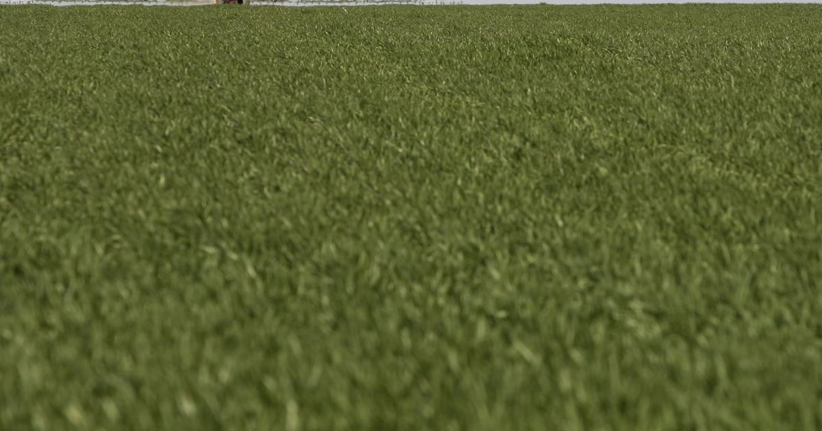 Empresas globais de alimentos adotam agricultura regenerativa; entenda Empresas globais de alimentos adotam agricultura regenerativa; entenda