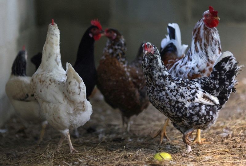 Onda de calor na França mata milhares de aves em granjas Onda de calor na França mata milhares de aves em granjas