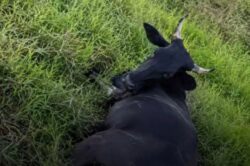 Veterinários do Idaf vão a Tarauacá investigar morte de bovinos