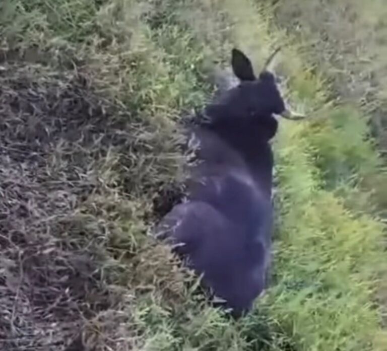 Vídeo mostra morte de vaca e preocupa pecuaristas no interior do Acre Vídeo mostra morte de vaca e preocupa pecuaristas no interior do Acre