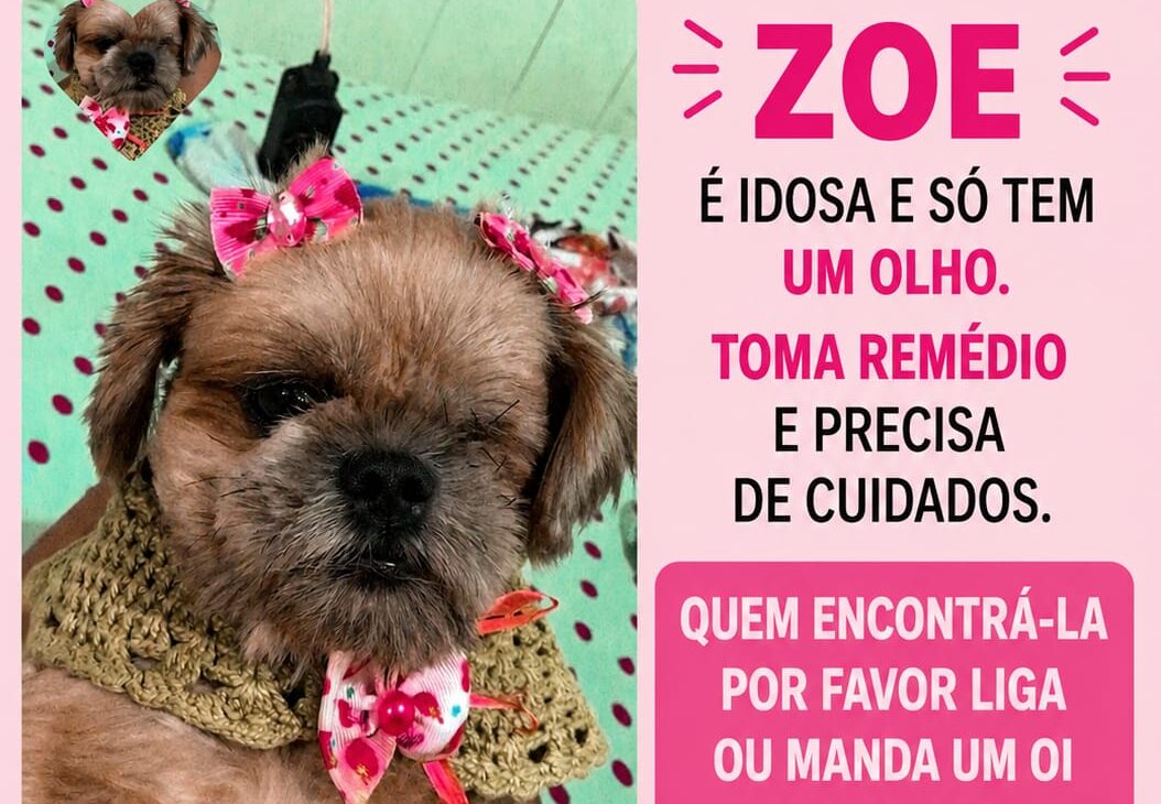 Família procura por Zoe, cadelinha idosa desaparecida na Cidade do Povo