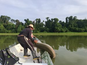 Cientistas concluíram que as diferenças físicas observadas entre os peixes representam apenas variações naturais de uma mesma espécie/Foto: Valdenor Magalhães