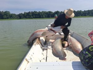Estudo aponta que Amazônia possui apenas uma espécie de pirarucu