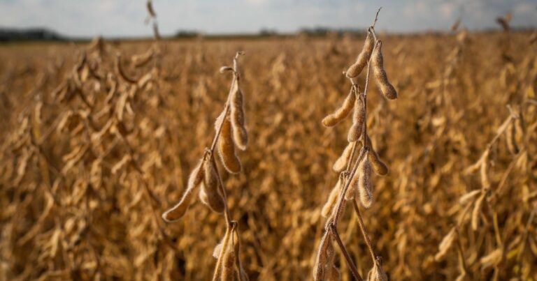 Soja recua em Chicago antes de relatório de oferta e demanda do USDA