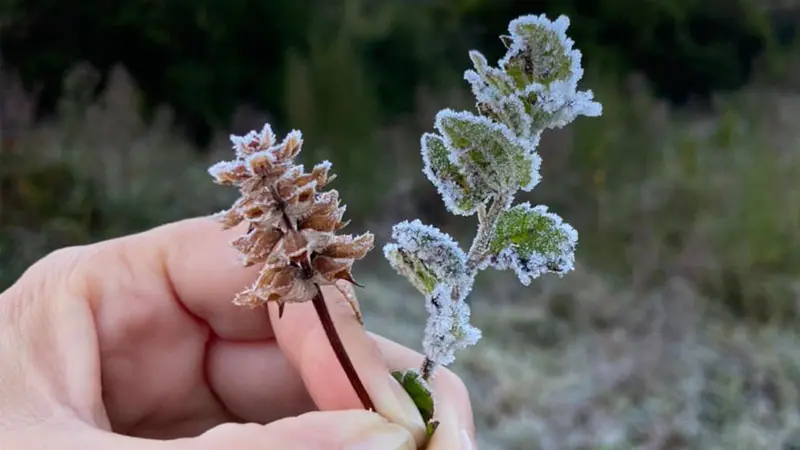 Cidades mineiras estão sob alerta de baixas temperaturas Cidades mineiras estão sob alerta de baixas temperaturas