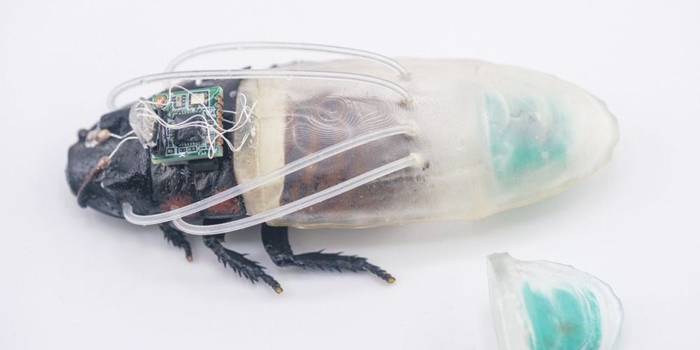 Cientistas criam traje de mergulho para baratas ciborgues Cientistas criam traje de mergulho para baratas ciborgues