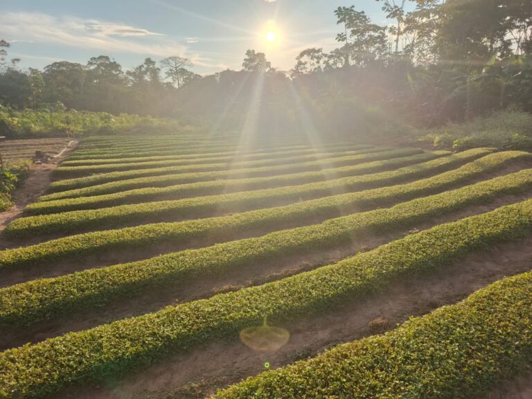 AGRICULTURAJAMBU