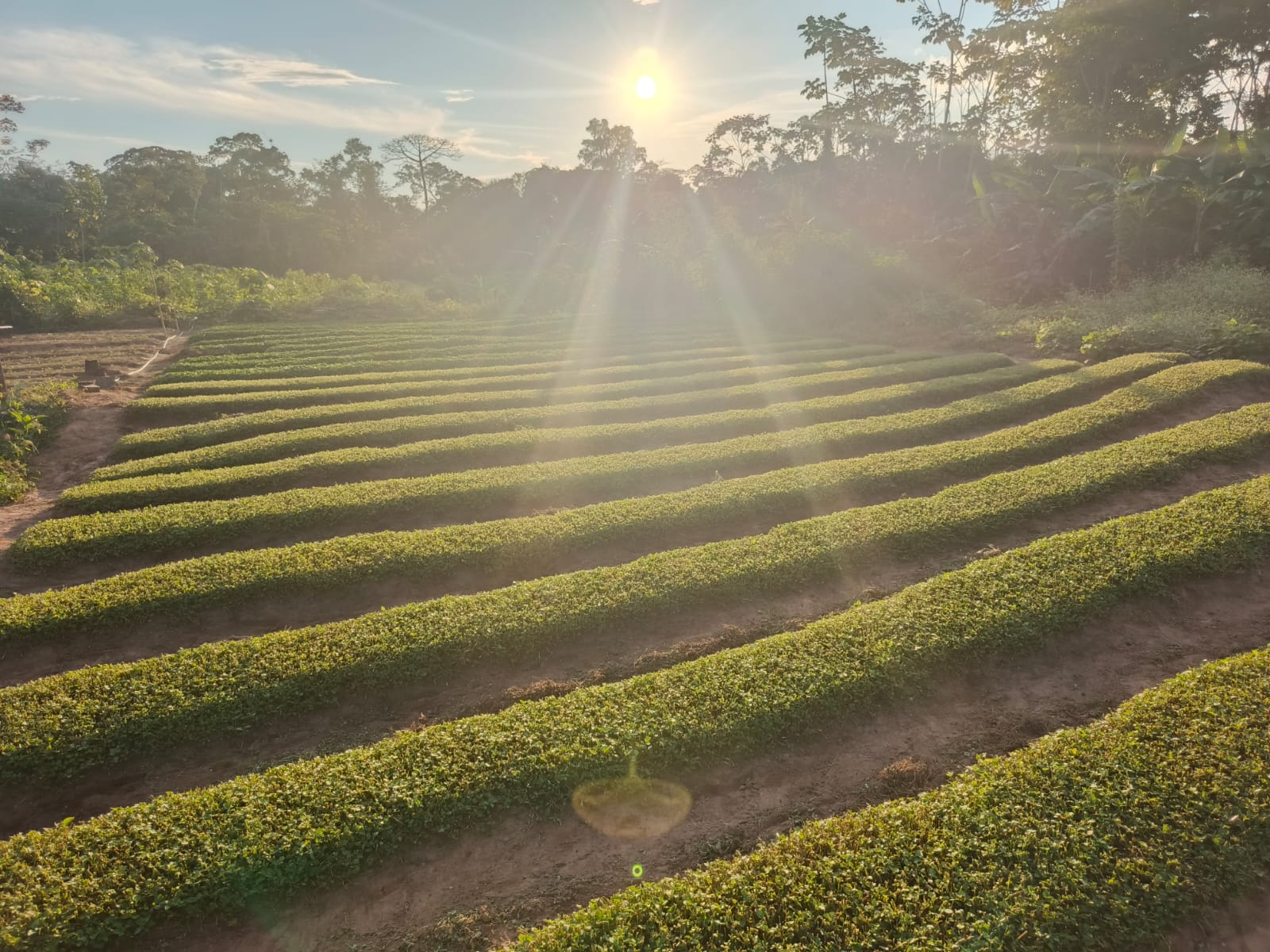 Cidade do Acre ganhará fábrica de jambu que deve beneficiar 30 famílias Cidade do Acre ganhará fábrica de jambu que deve beneficiar 30 famílias