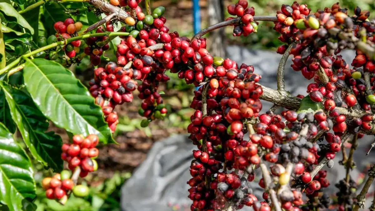 O que é o café canephora, o grão que fez a produção do Acre disparar no país?
