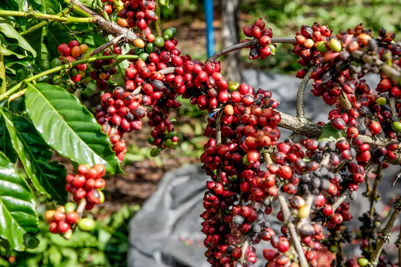 O que é o café canephora, o grão que fez a produção do Acre disparar no país?