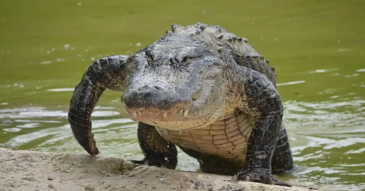 Menino de 11 anos tem mão amputada após ataque de jacaré nos EUA Menino de 11 anos tem mão amputada após ataque de jacaré nos EUA