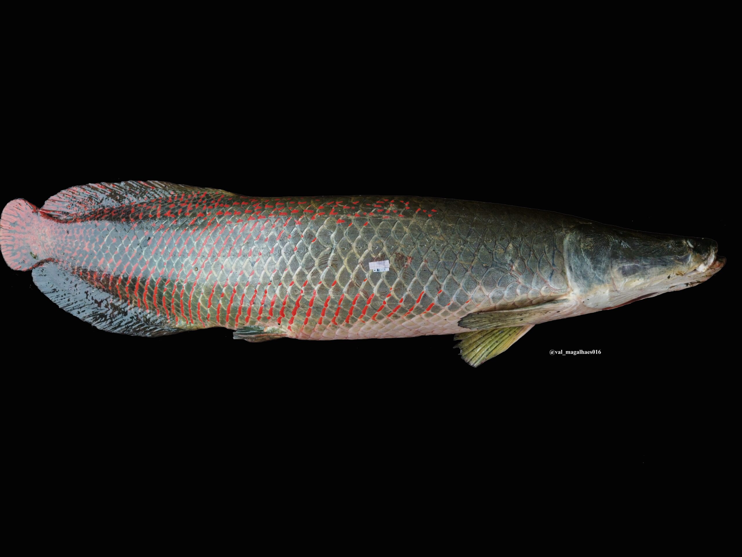 Arapaima-gigas