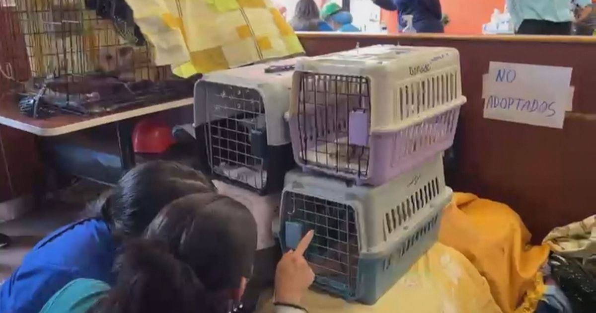 Como um McDonald’s virou hospital veterinário na Venezuela após terremotos Como um McDonald’s virou hospital veterinário na Venezuela após terremotos