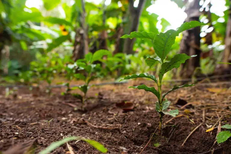 Programa abre edital para apoiar bioeconomia no Acre e estados vizinhos