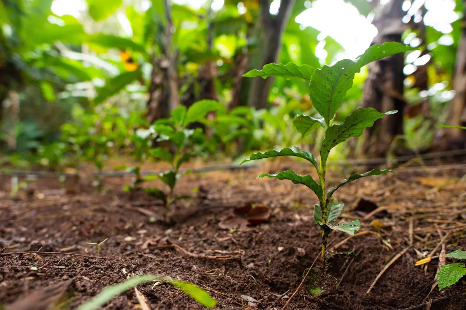 Programa abre edital para apoiar bioeconomia no Acre e estados vizinhos