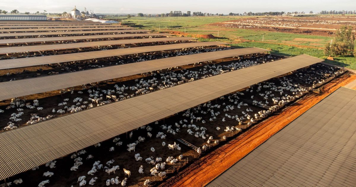 Better Beef transforma batata-doce em combustível, ração e carne premium Better Beef transforma batata-doce em combustível, ração e carne premium