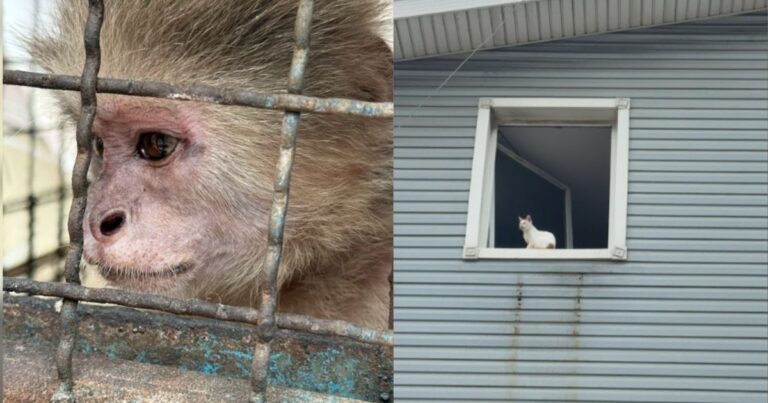 Brasileiros resgatam mais de 50 gatos após terremotos na Venezuela