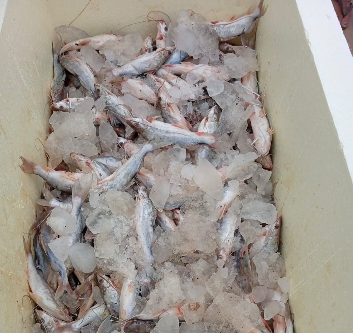 Abundância de pescado reduz preço do mandim e anima consumidores em Sena Abundância de pescado reduz preço do mandim e anima consumidores em Sena