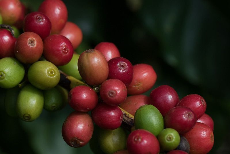 Café sobe 12,3% em Nova York em sessão marcada por forte volatilidade Café sobe 12,3% em Nova York em sessão marcada por forte volatilidade