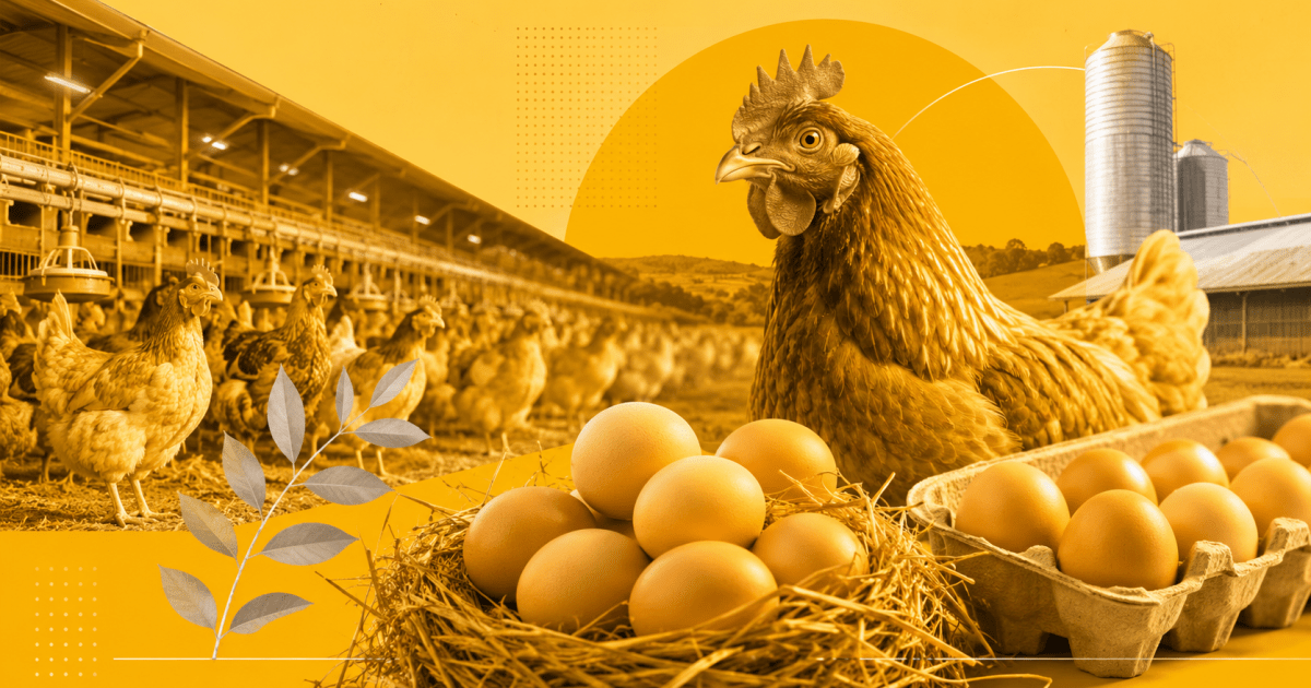 Diversificação de mercados sustenta vendas de frango Diversificação de mercados sustenta vendas de frango