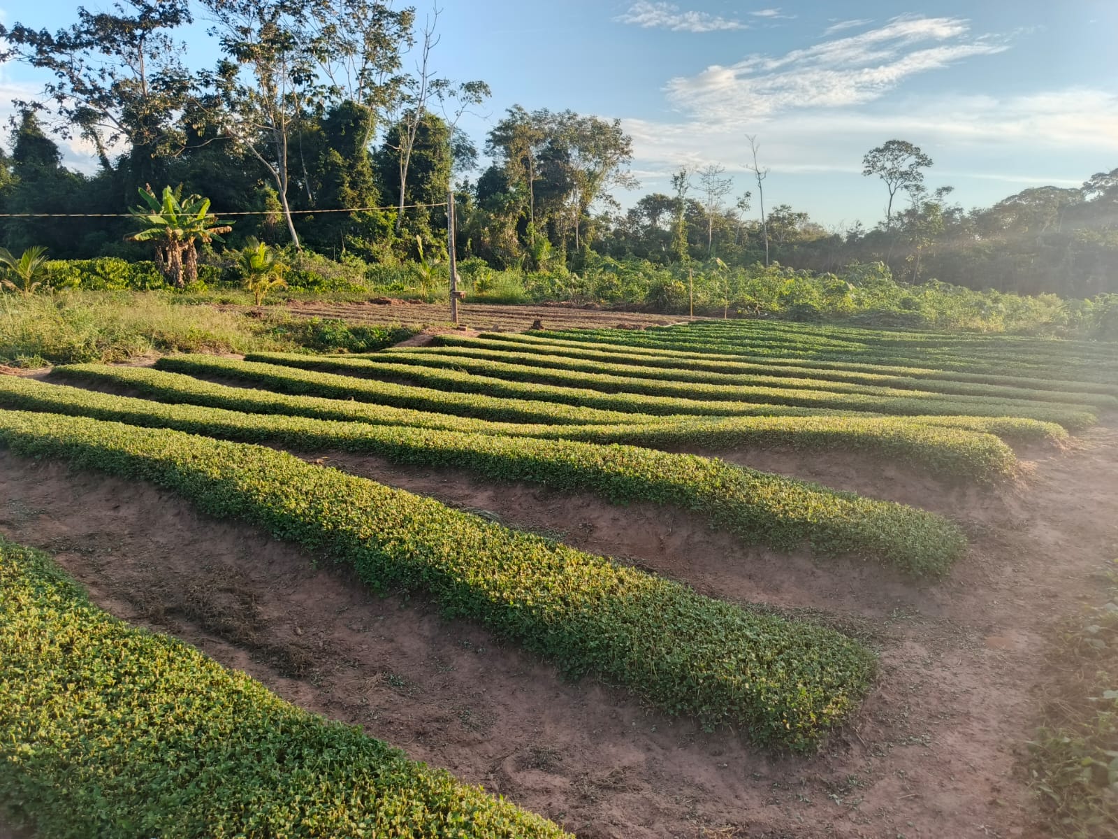 Cidade do Acre ganhará fábrica de jambu que deve beneficiar 30 famílias JAMBU