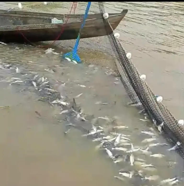Pescadores seguem capturando Mandi durante piracema no interior do Acre