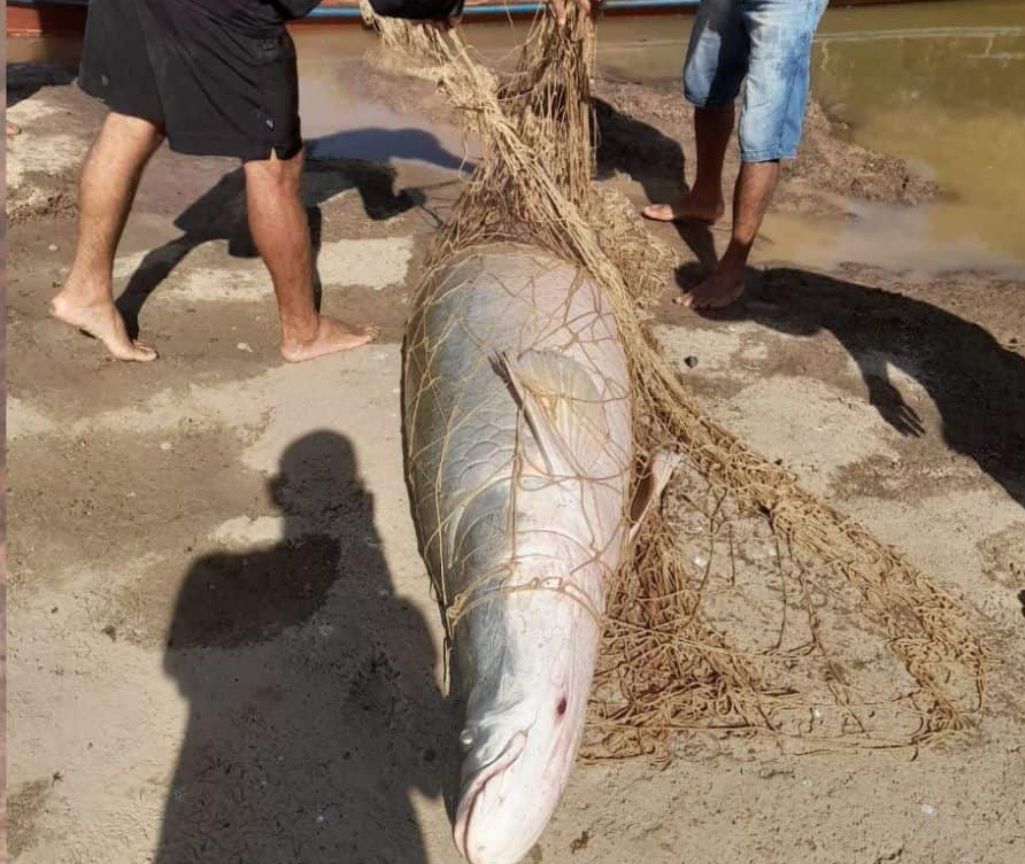 Pescadores capturam pirarucu de mais de 50 quilos no interior do Acre Pescadores capturam pirarucu de mais de 50 quilos no interior do Acre